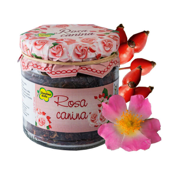 Rosa canina: una tisana semplice, naturale e versatile