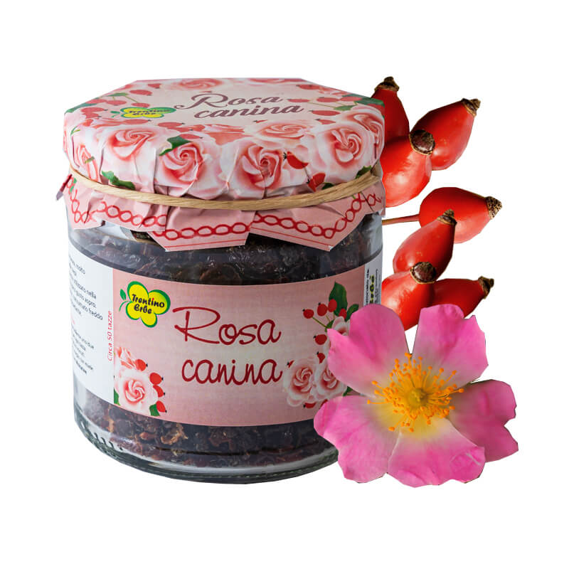 tisana-rosa-canina Rosa canina: una tisana semplice, naturale e versatile